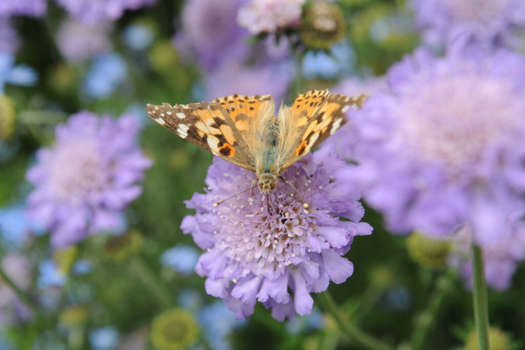 Pollineringsprojektet